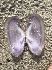 Hiatula nitida