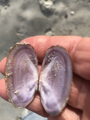 Hiatula nitida