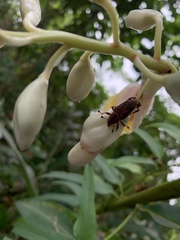 Metaprodioctes formosanus