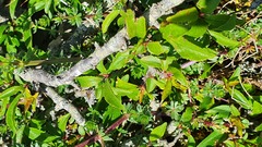 Rhamnus saxatilis