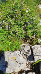 Rhamnus saxatilis