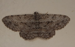 Psilalcis isombra