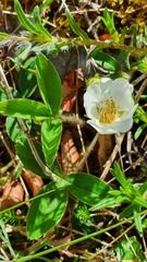 Potentilla montana