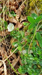 Potentilla montana