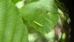 Alloperlini