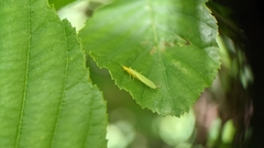 Alloperlini