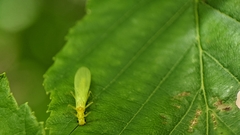 Alloperlini