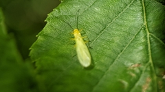 Alloperlini