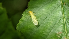 Alloperlini