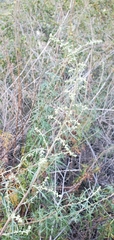 Artemisia palmeri