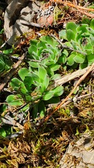 Sempervivum vicentei