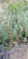 Artemisia palmeri