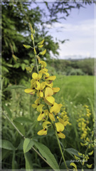 Crotalaria trichotoma