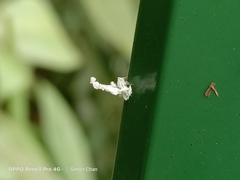 Ricania speculum