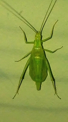 Oecanthus celerinictus