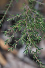 Styphelia biflora