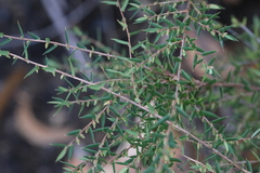 Styphelia biflora