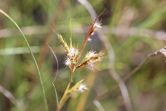 Schizachyrium fragile