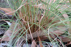 Schizachyrium fragile