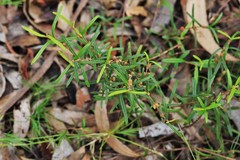 Boronia hapalophylla