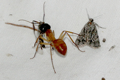 Camponotus nigriceps