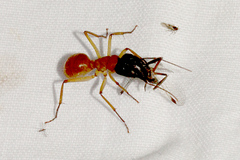 Camponotus nigriceps