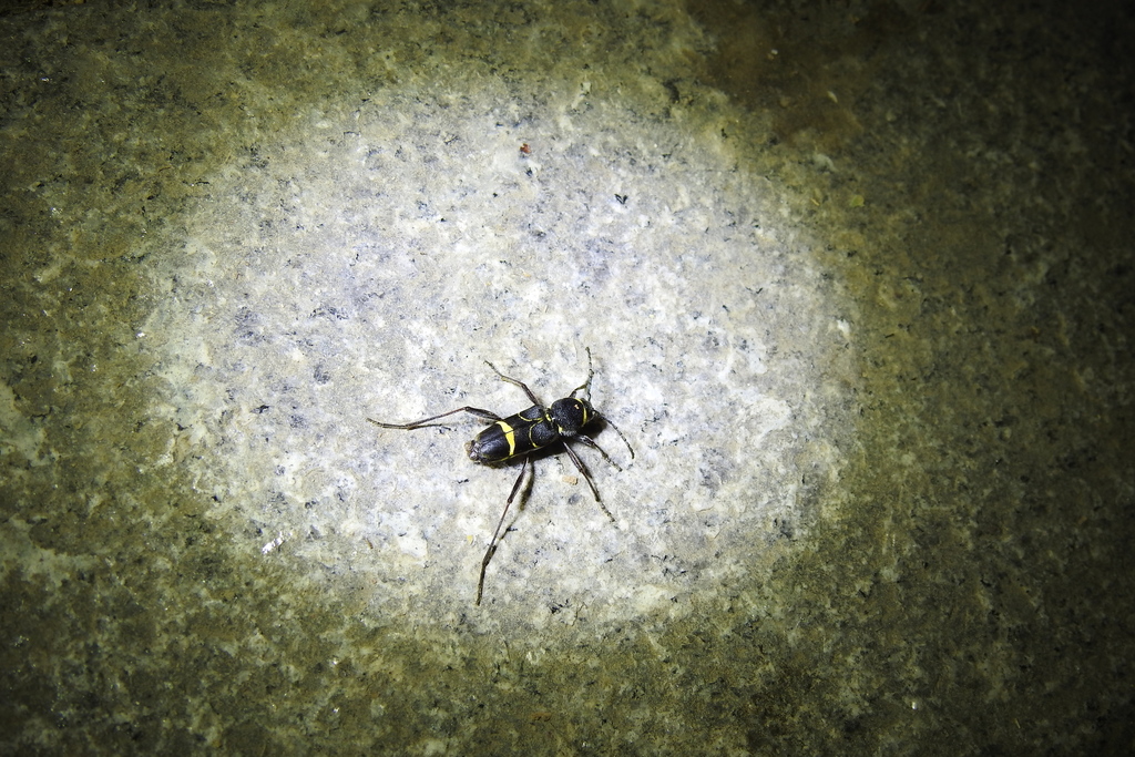 Xylotrechus robusticollis
