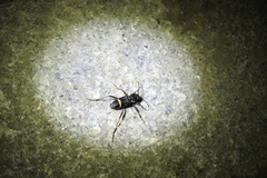 Xylotrechus robusticollis