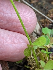 Oxalis colorea
