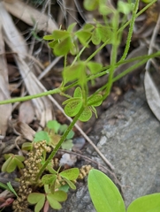 Oxalis colorea