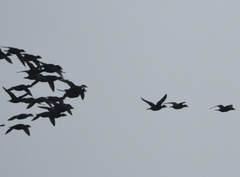 Melanitta perspicillata