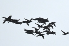 Melanitta perspicillata