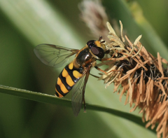Eupeodes latifasciatus