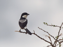 Lanius dorsalis