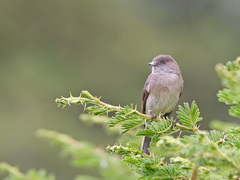 Melaenornis chocolatinus