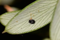 Aleuroduplidens croceata