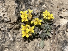 Physaria kingii