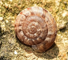 Xerosecta reboudiana
