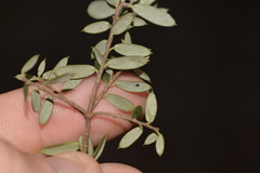 Aleuroduplidens croceata