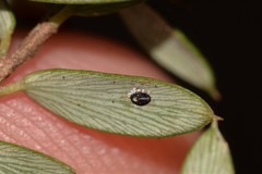 Aleuroduplidens croceata