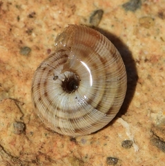 Xerosecta reboudiana