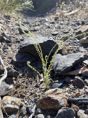 Cryptantha microstachys