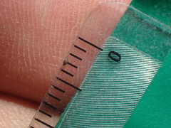 Cryptantha microstachys