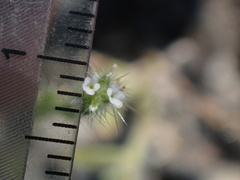 Cryptantha microstachys