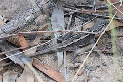 Diporiphora phaeospinosa