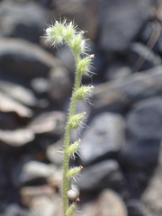 Cryptantha microstachys