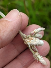 Antennaria parlinii fallax