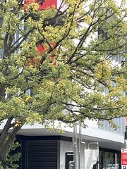 Alisterus scapularis