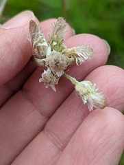 Antennaria parlinii fallax