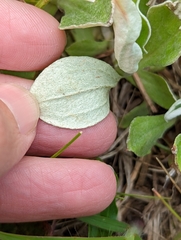 Antennaria parlinii fallax